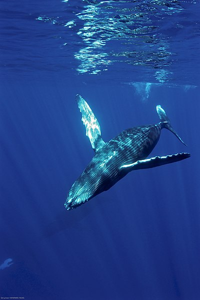 File:HIHWNMS Humpback Whale Underwater (49530678743).jpg