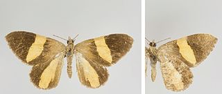 <i>Hagnagora discordata</i> Species of moth