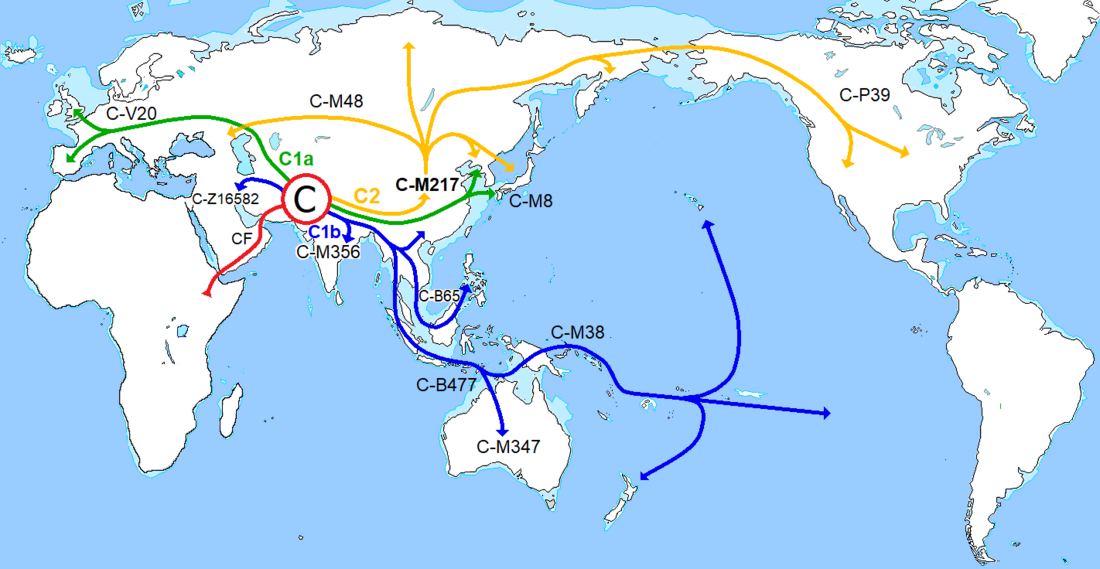 Haplogroup C-M130