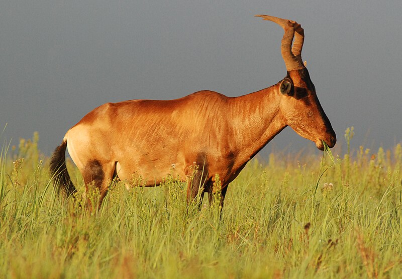 File:Hartebeest (side-on) Addo.JPG