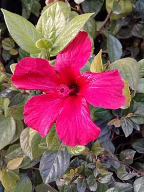 Hawaiian hibiscus in Athens, Greece