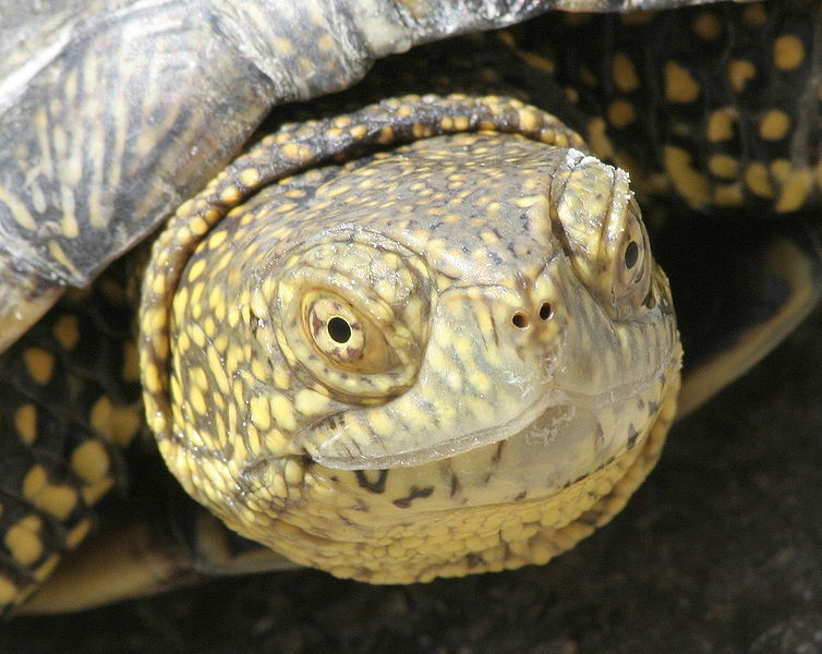 File:Head of Emys Orbicularis.JPG