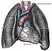 Hart-en-lungs.jpg