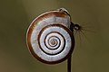 * Nomination Heath snail (Helicella itala), Buckinghamshire --Charlesjsharp 10:02, 28 August 2016 (UTC) * Promotion Good quality. --Uoaei1 11:44, 28 August 2016 (UTC)