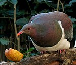 Новозеландски голуб
