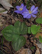 Hepatica nobilis RF.jpg