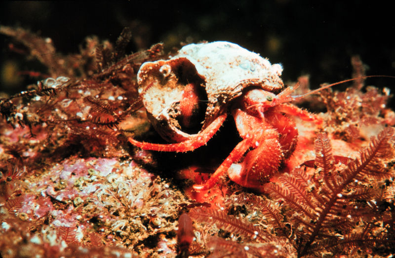 File:HermitCrab NOAA.jpg