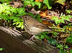 Thumbnail for File:Hermit thrush (92192).jpg