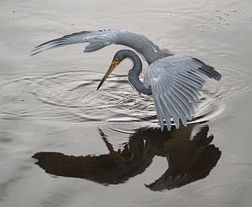 Egretta tricolor (Tricolored Heron)