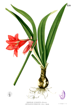 Miniatura para Hippeastrum miniatum