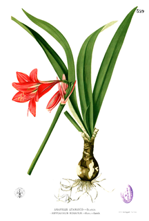 <i>Hippeastrum miniatum</i> Species of flowering plant