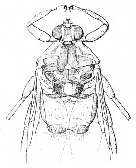 Hippobosca camelina female (Massonnat).png