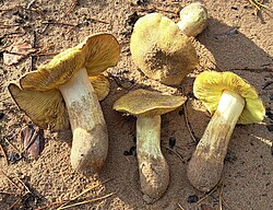 Hobuheinik Tricholoma equeste Foto: Sven Pruul