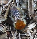 Hommel.jpg