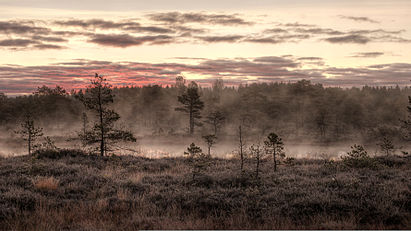 Pantano con niebla matutina de octubre en Mukri, Estonia