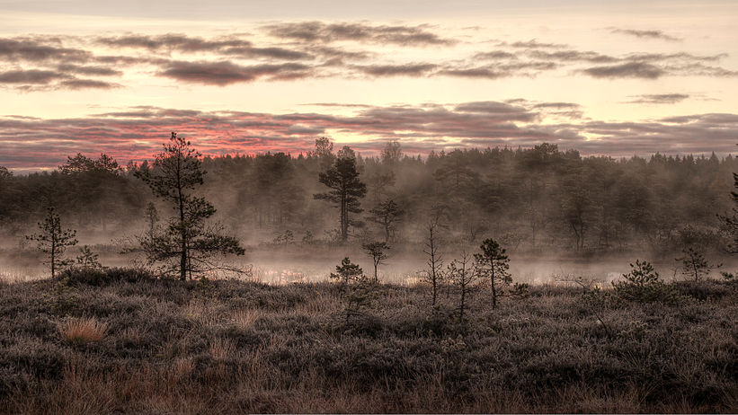 Bog with October morning mist in Mukri, Estonia