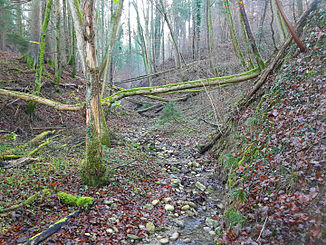 Der Bach nahe der Mündung bei Schauber