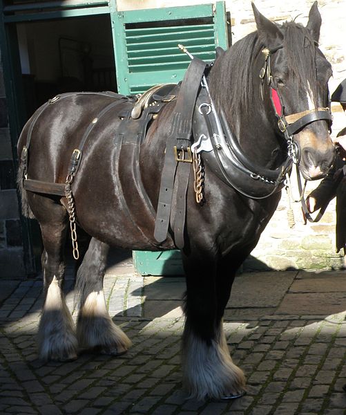 File:Horse, Town stables, Beamish Museum, 6 October 2012 (cropped).jpg