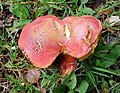Hortiboletus rubellus - Flickr - gailhampshire.jpg