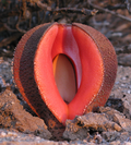 Thumbnail for Hydnora visseri