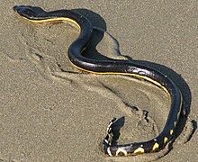 Pélamide bicolore (Hydrophis platurus)