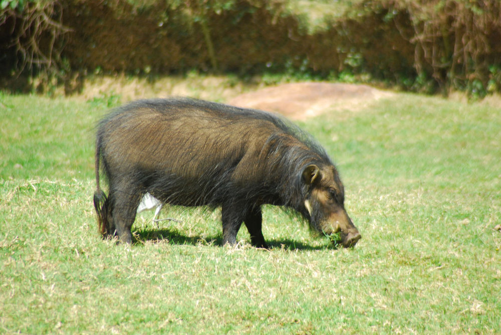 The average litter size of a Giant forest hog is 4