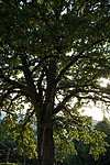 English oak (Quercus robur)