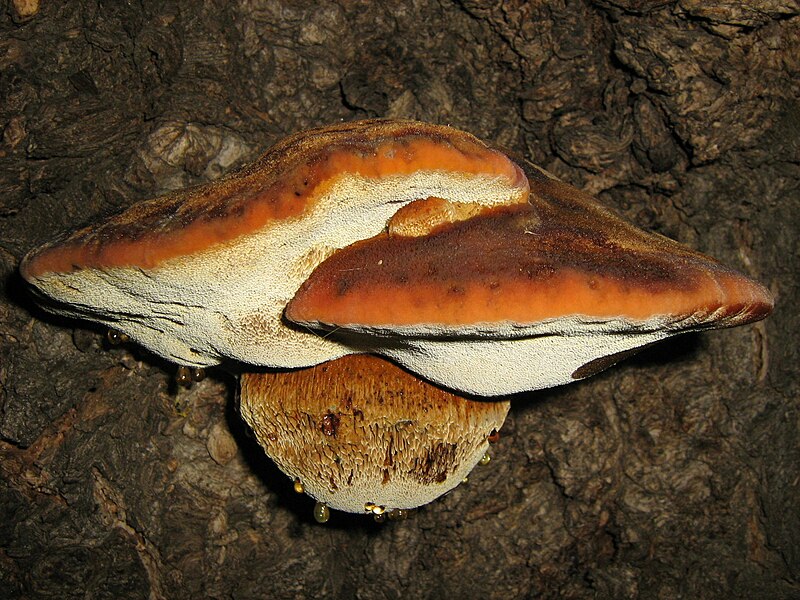 File:INONOTUS HISPIDUS (Bull. Fr.) P. Karst. (6001284866).jpg