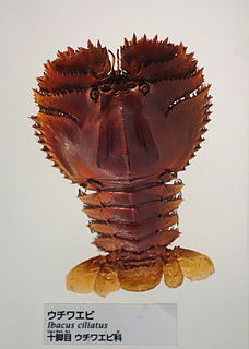 <i>Ibacus ciliatus</i> species of crustacean