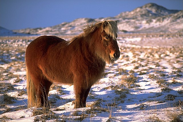 Исландски коњ.