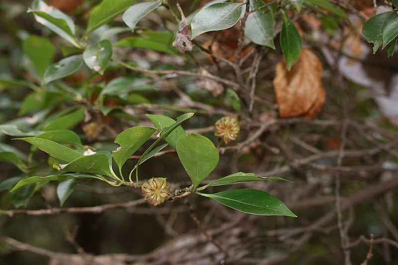 File:Illicium anisatum (fruits s9).jpg