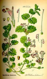 Illustration Glechoma hederacea0.jpg