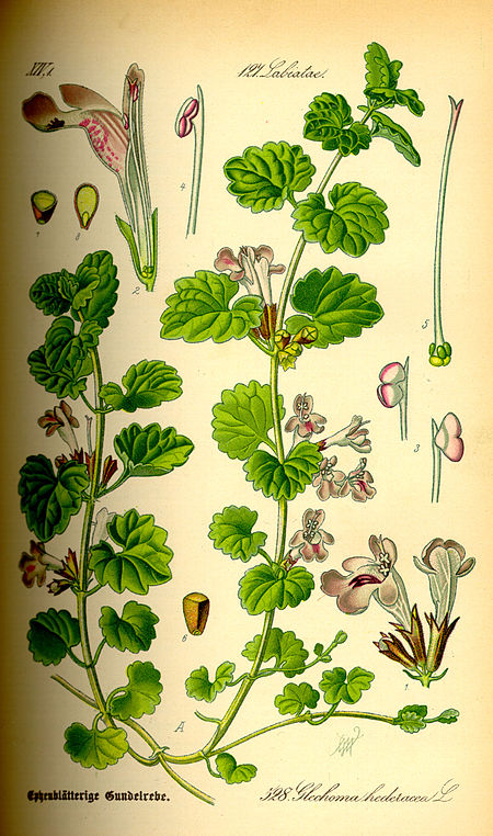 Glechoma hederacea