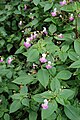 Français : Impatiens balfourii sentier de la découverte à Fort-Mahon-Plage (Somme), France