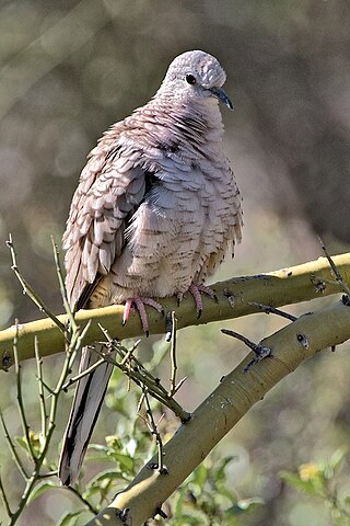 <span class="mw-page-title-main">Inca dove</span> Species of bird