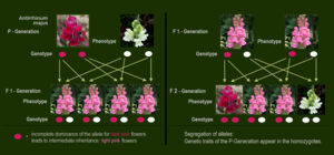 Incomplete dominance - Antirrhinum majus.png