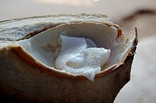 Soft immature coconut meat usually is eaten as is