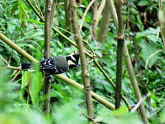 Oiseau croisé à Valparai