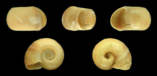 Five views of a shell. Indoplanorbis exustus 01.JPG