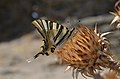 Iberian scarce swallowtail (Iphiclides feisthamelii)