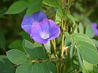 Ipomoea nil (6253804895).jpg