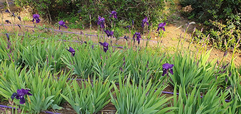 File:Iris (Iridaceae)-Sacher Park.jpg