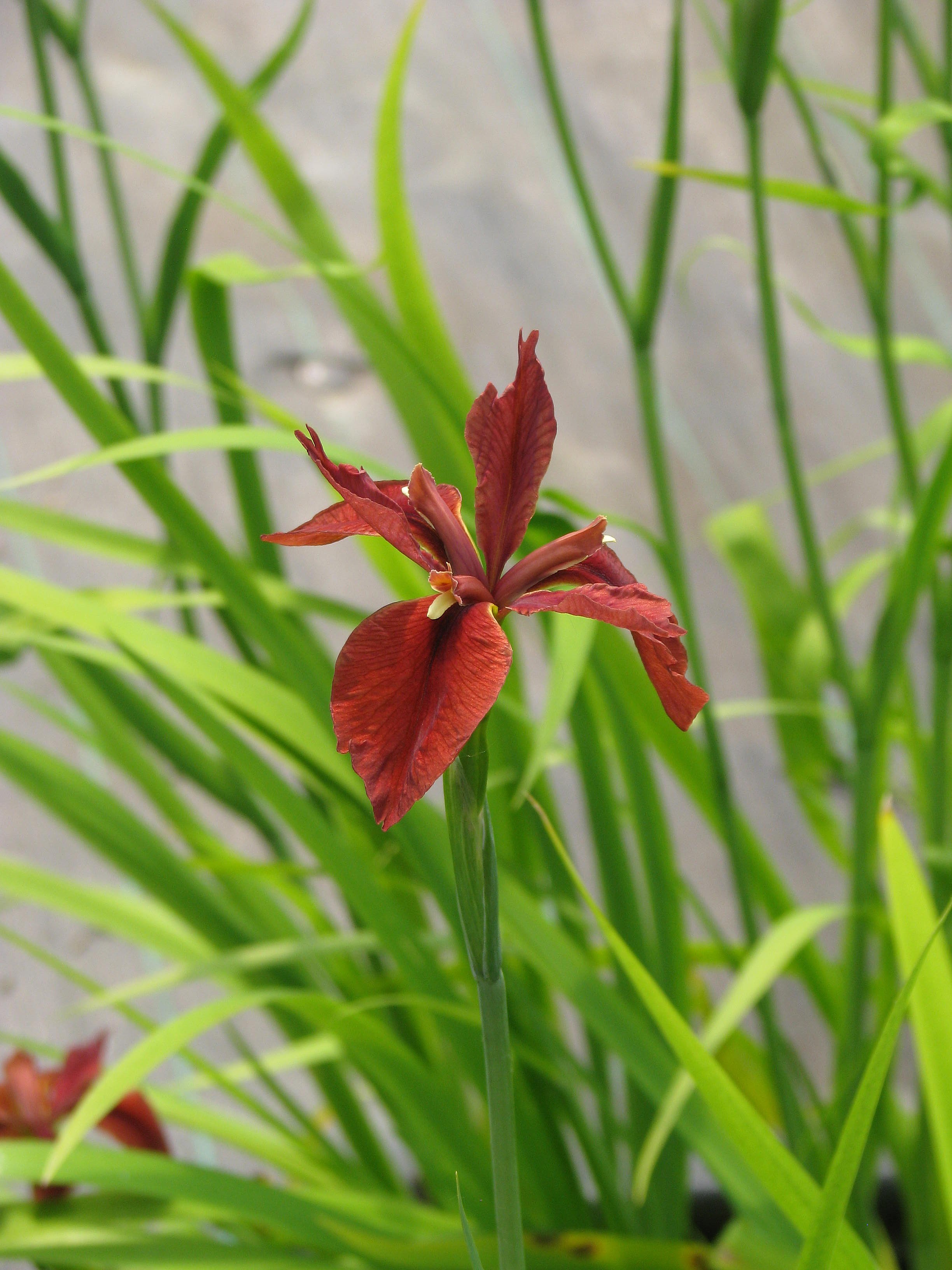 Iris fulva (13982070028).jpg