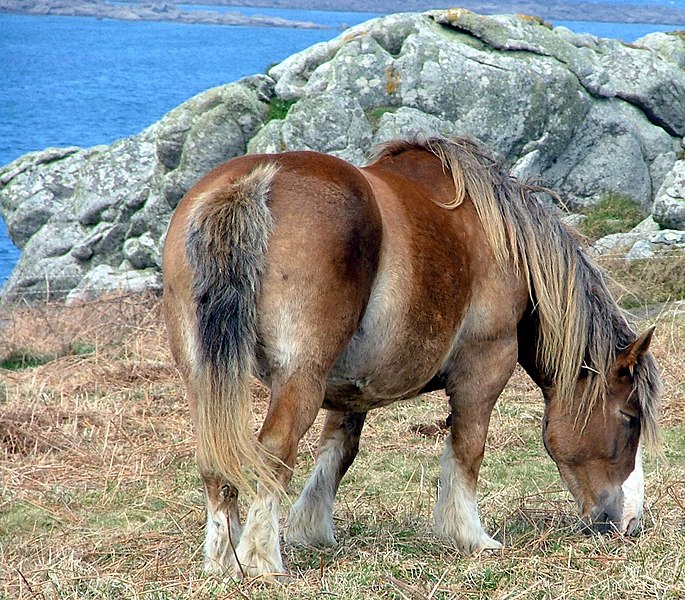 File:Islanddrafthorse.jpg