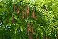Japanese pagoda tree (Styphnolobium japonicum).