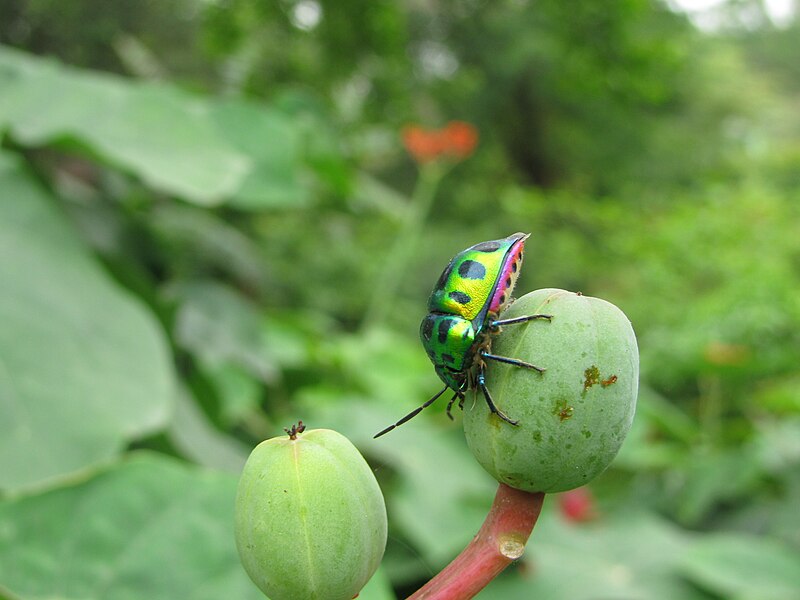 File:Jewel Bugs Chrysocoris stolli WLB IMG 0155 14.jpg