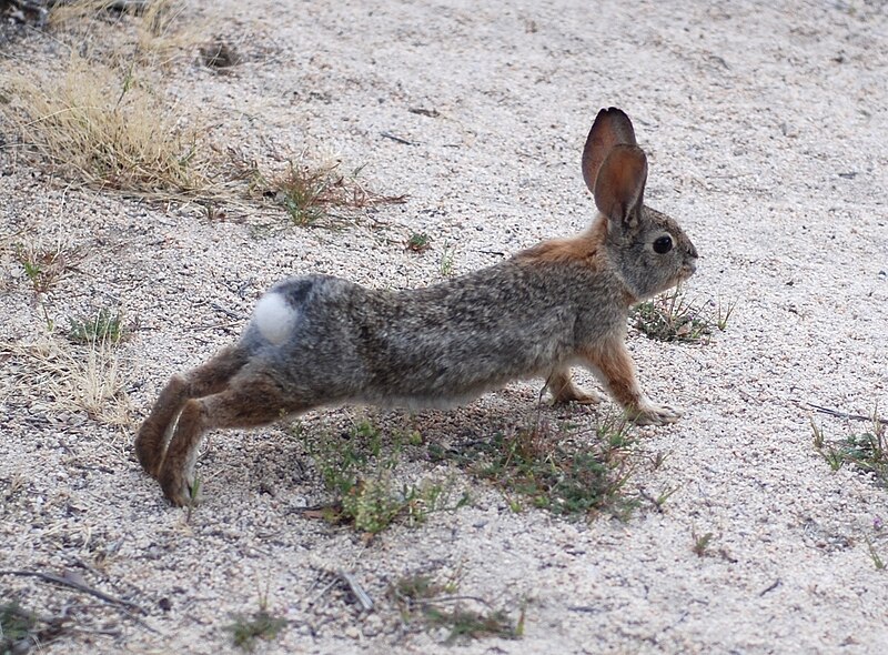 File:Joshua Tree National Park - Cottontail - 01.JPG