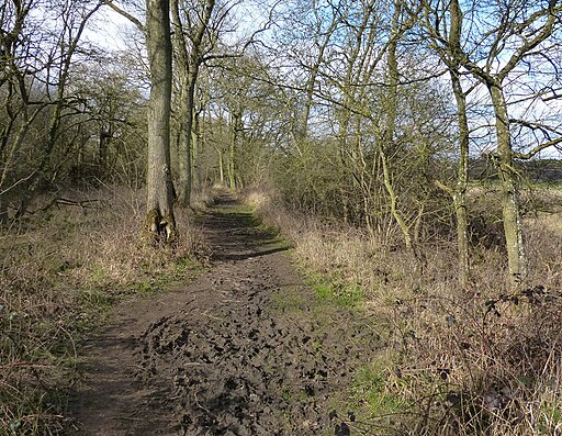 Jurassic Way footpath in Fineshade Wood - geograph.org.uk - 4874560
