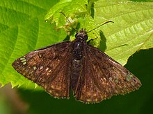 Duskywing של Juvenal, dorsal.jpg