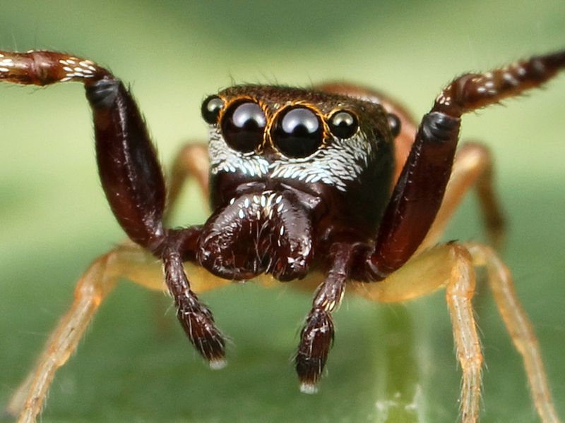 File:Kaldari Zygoballus rufipes male 01 cropped.jpg